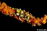 Xenocarcinus tuberculatus-Komodo BetheHem-16m-20160803-Denis-ADER-DSC_9121_tn